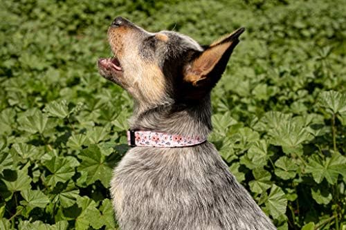 Gulere pentru câini pentru câini mici și mari - modele de design pe gulere de lungă durată, reglabile, puternice și durabile
